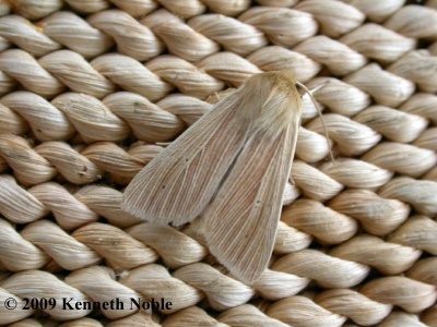 common wainscot (Mythimna pallens) Kenneth Noble